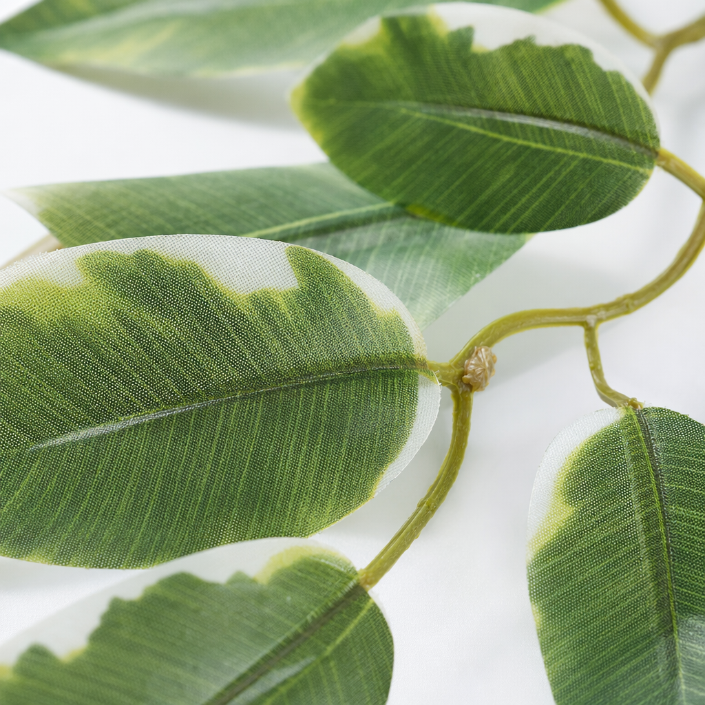 Green variegated leafy foliage plants, potted green plants for home decoration Application Scenario