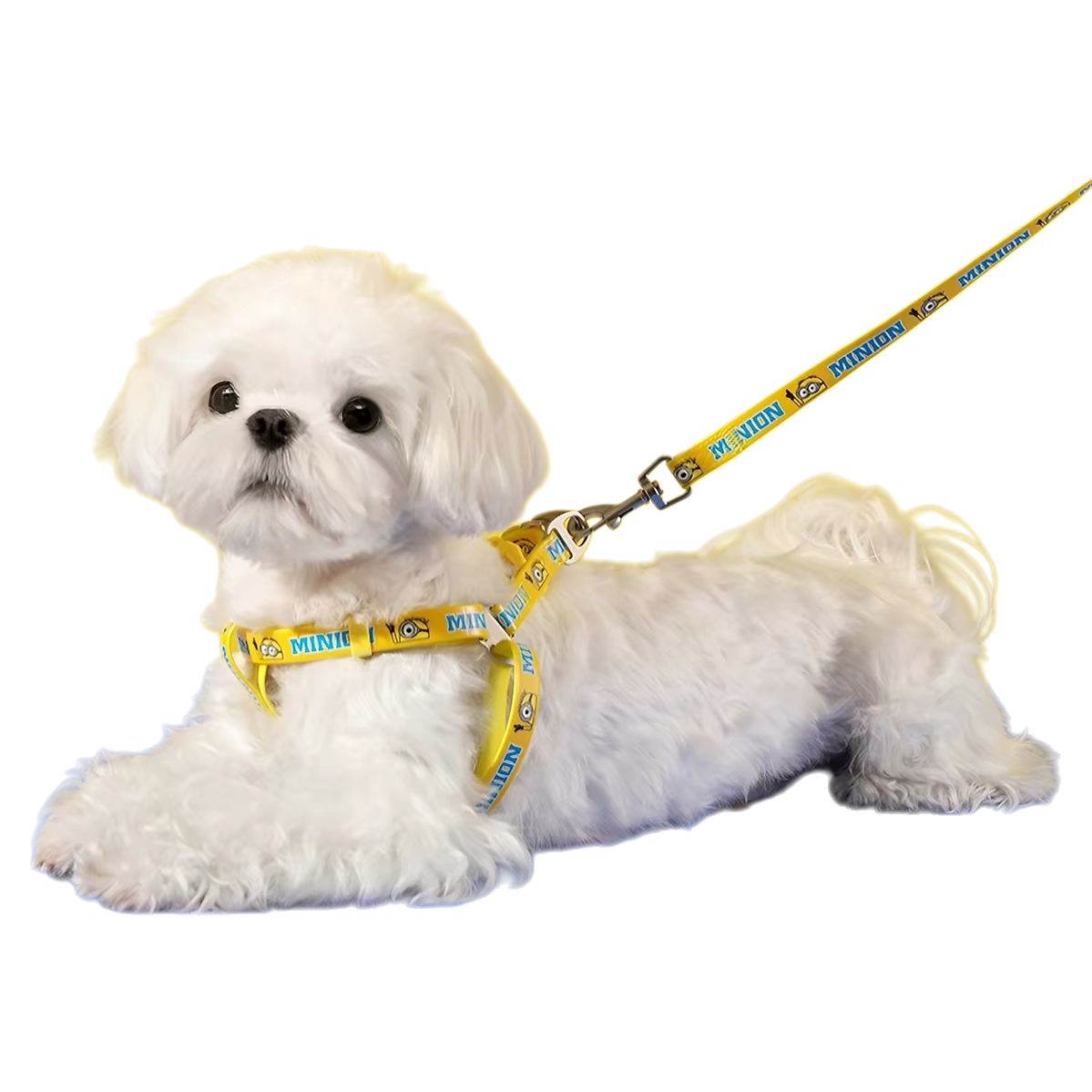 White puppy pet leash, anti-pull and wear-resistant dog leash, pet supplies and pet accessories Specification image