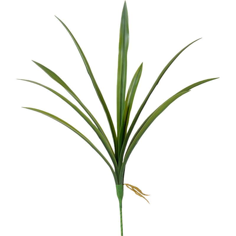 多肉蕨类盆栽绿植室内观赏园艺植物家庭装饰植物苗圃养护细节图