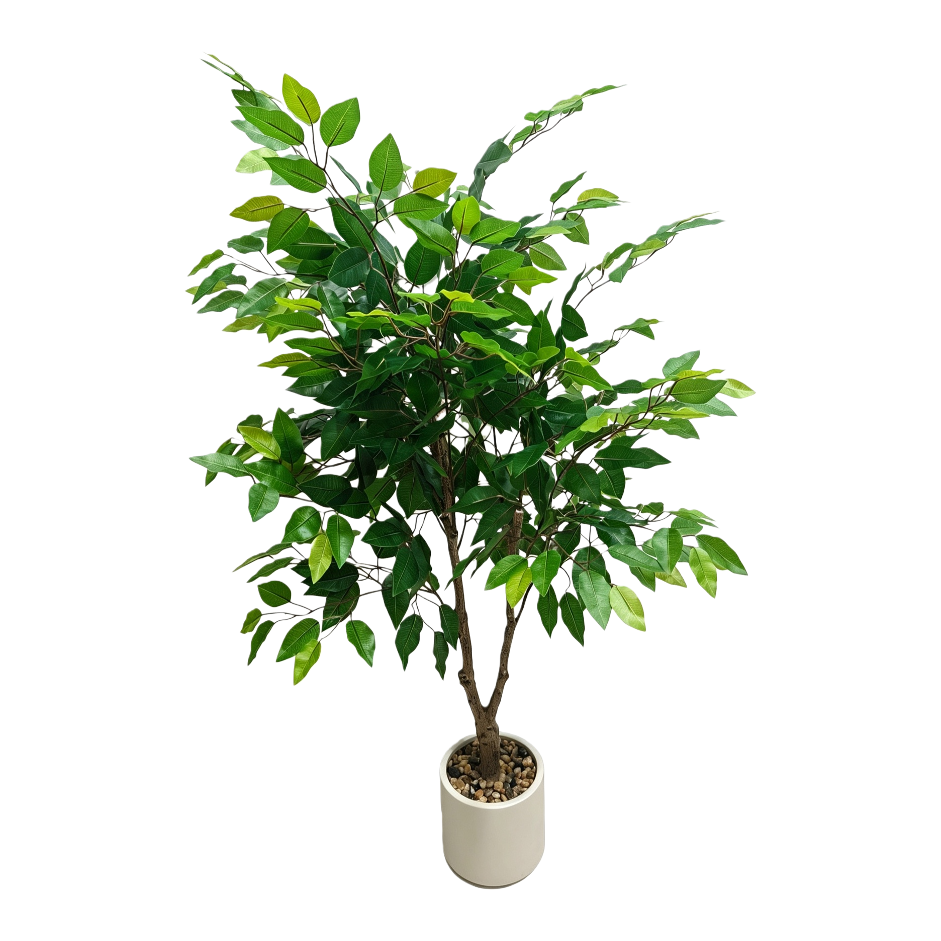 Саженцы с плотью и зеленью в горшках с зелеными листьями Item Picture