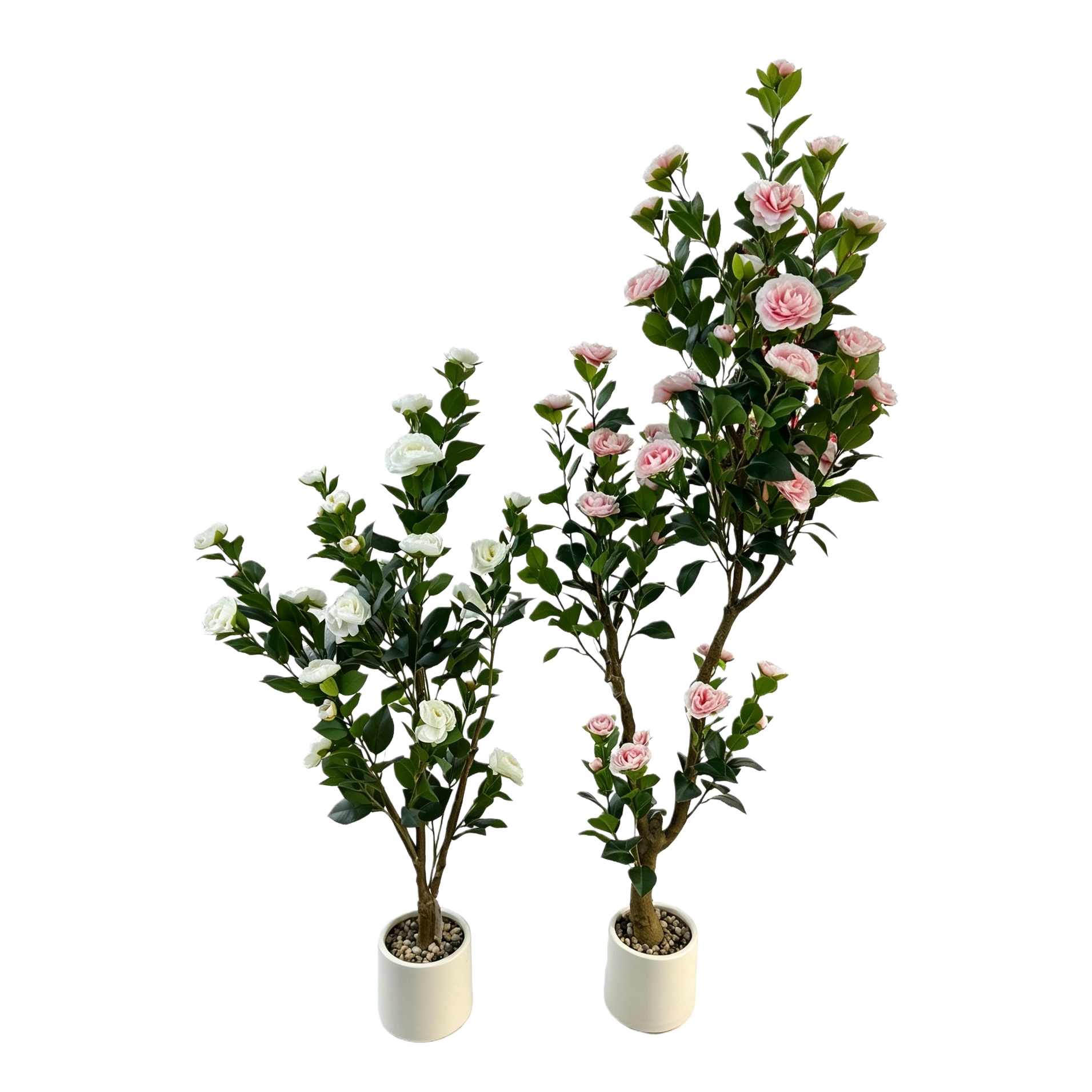 Rosa blanco camelia plantas en maceta interior vegetación ornamental flores primavera verano suculentas decoración Item Picture