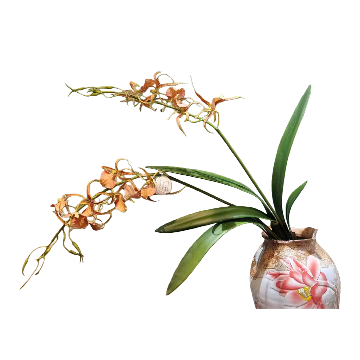 Plantas suculentas macetas orquídeas ornamentales bonsai jardinería interior jardinería ornamental mantenimiento bonsai