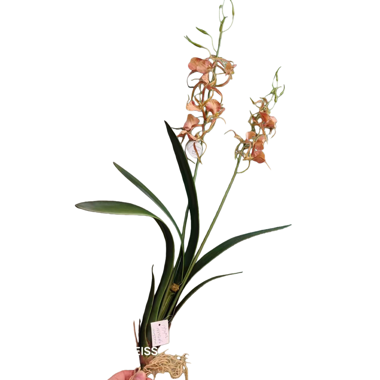 Plantas suculentas macetas orquídeas ornamentación bonsái vegetación interior decoración del hogar artículos de jardín Specification image