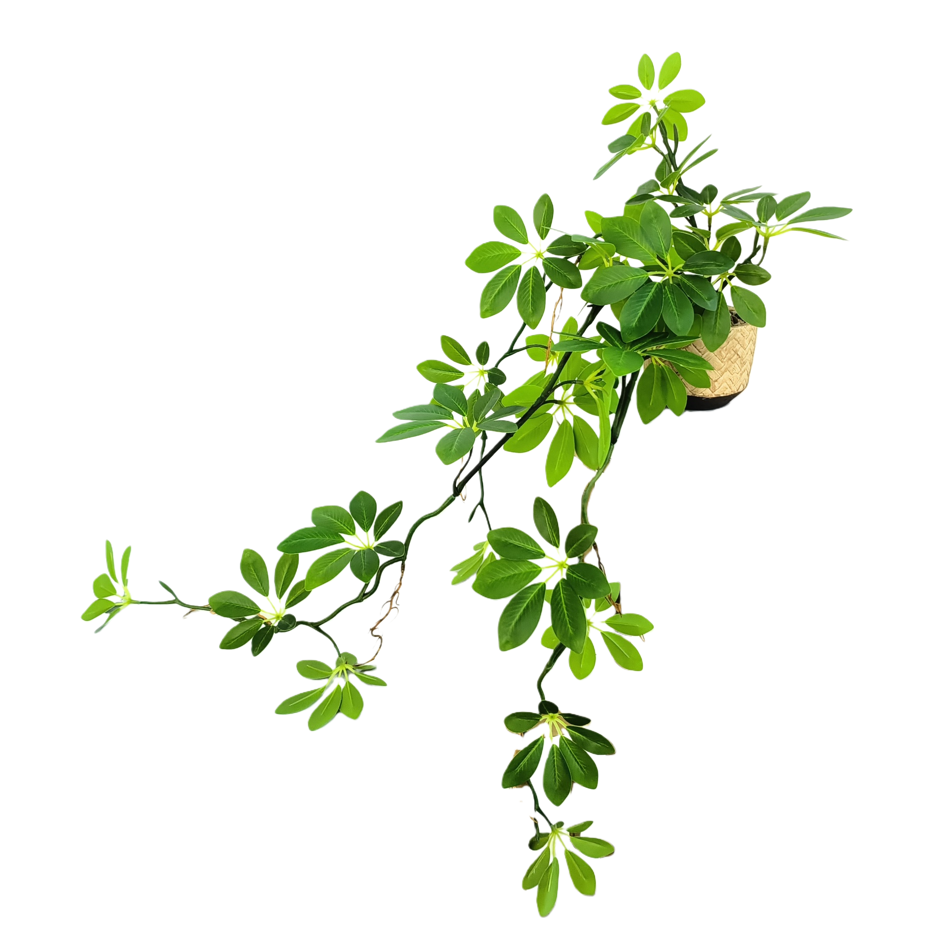 微景观/仿真植物/人造绿植/假花仿真花/棕榈5米白底实物图