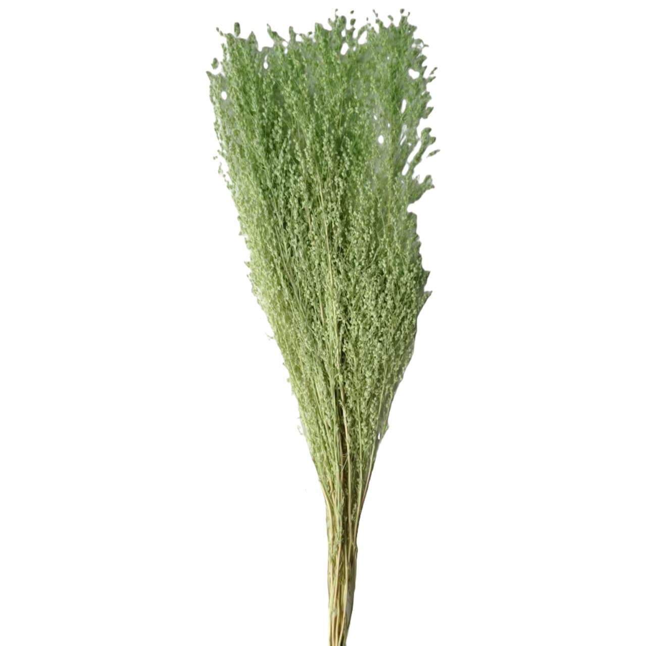 Star grass, natural dried flowers and plants, bouquet combination, shooting props, living room decoration and arrangement, home flower arrangement diy materials, diverse colors, long display time, in stock Item Picture