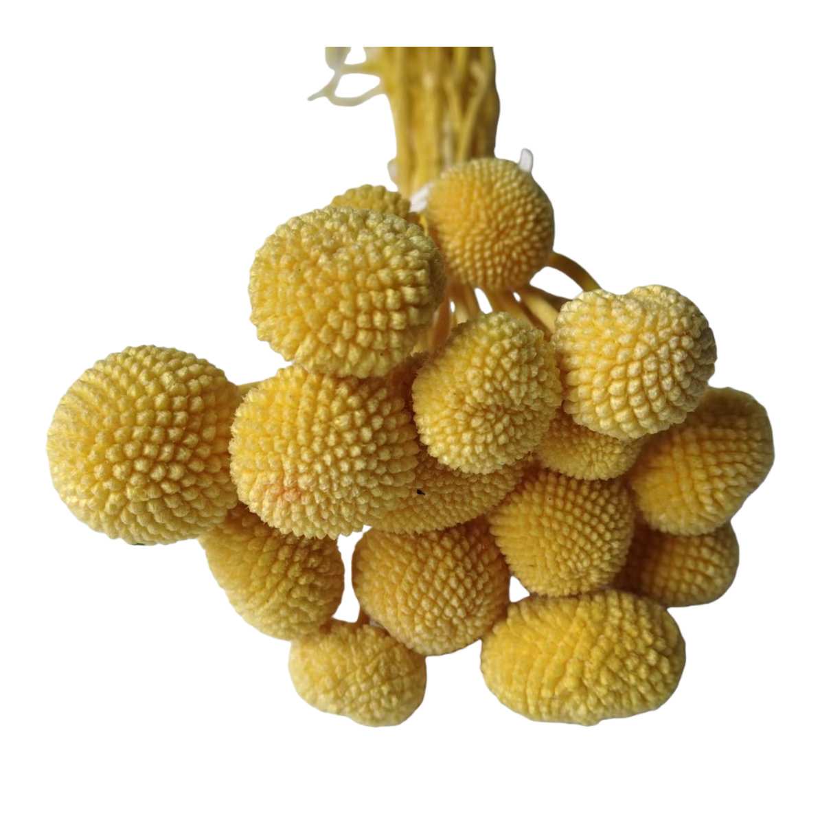 وهناك اثنا عشر شوكة من البذرة الصفراء المزخرفة ذات الجذر الاحمر Item Picture