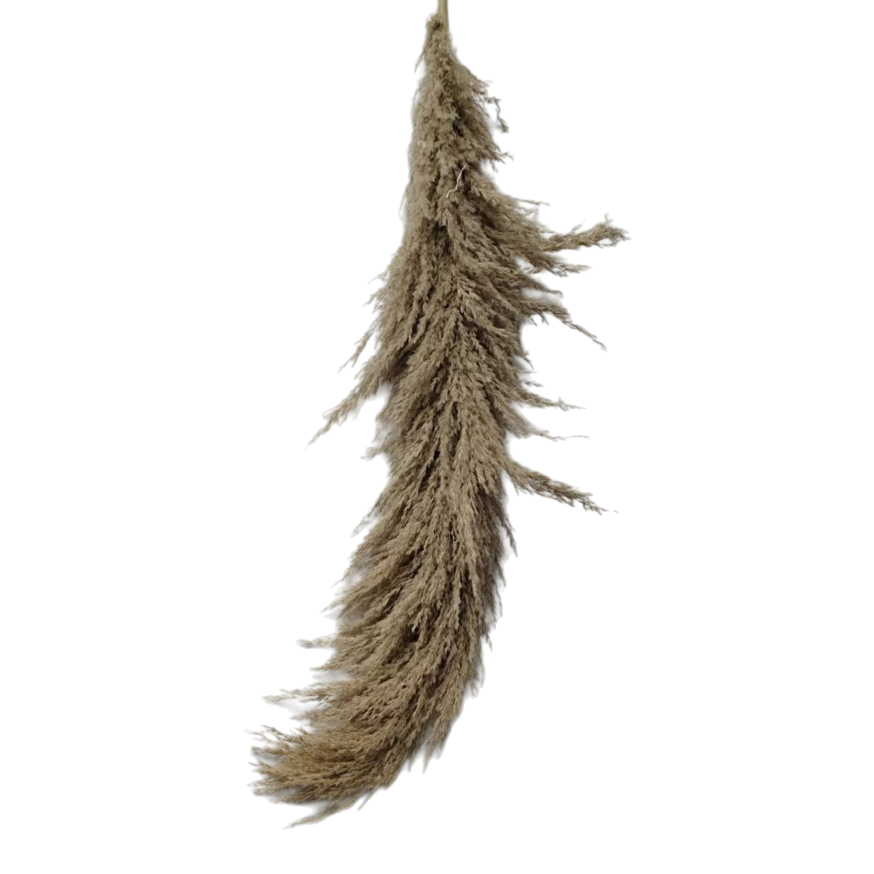 Bambú madera caña heno material decorativo espiga de caña seca natural hogar arreglo floral Item Picture
