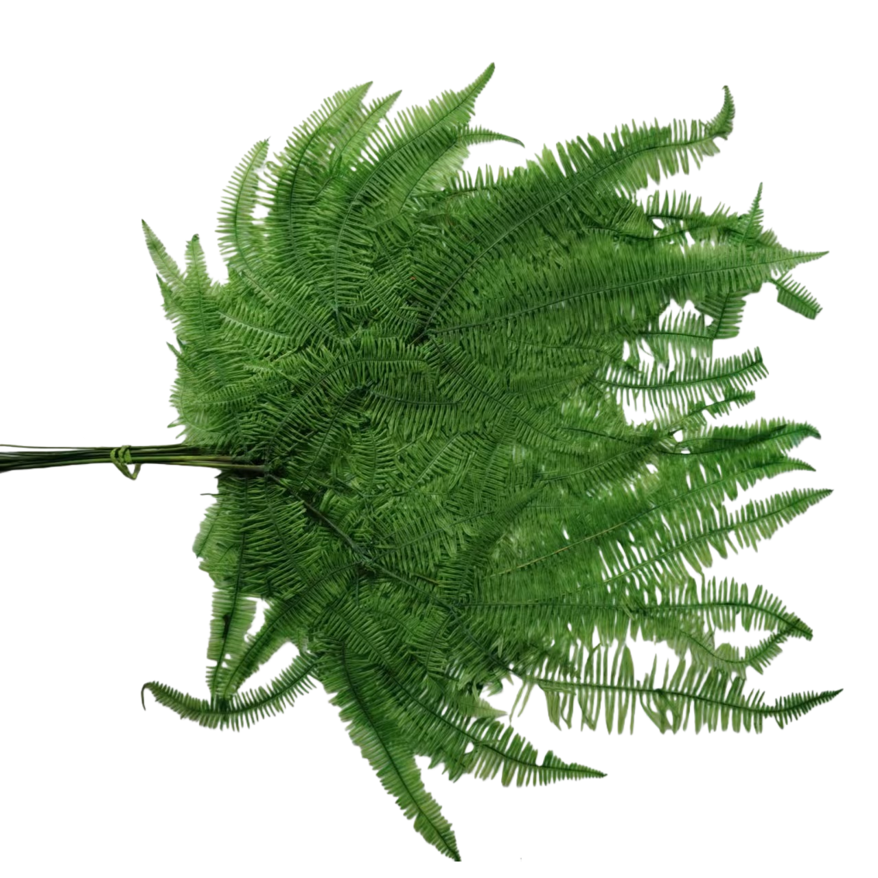 Green ferns, indoor foliage plants, fern leaf potted plants Item Picture