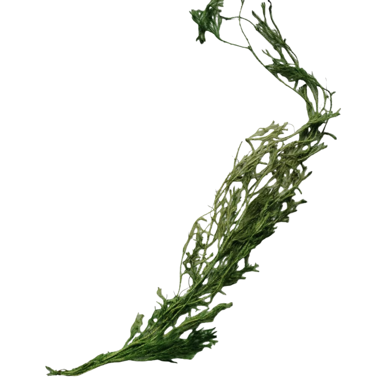 Simulated mistletoe branches and leaves resin green plants Artificial green plants branches simulated fruits Item Picture