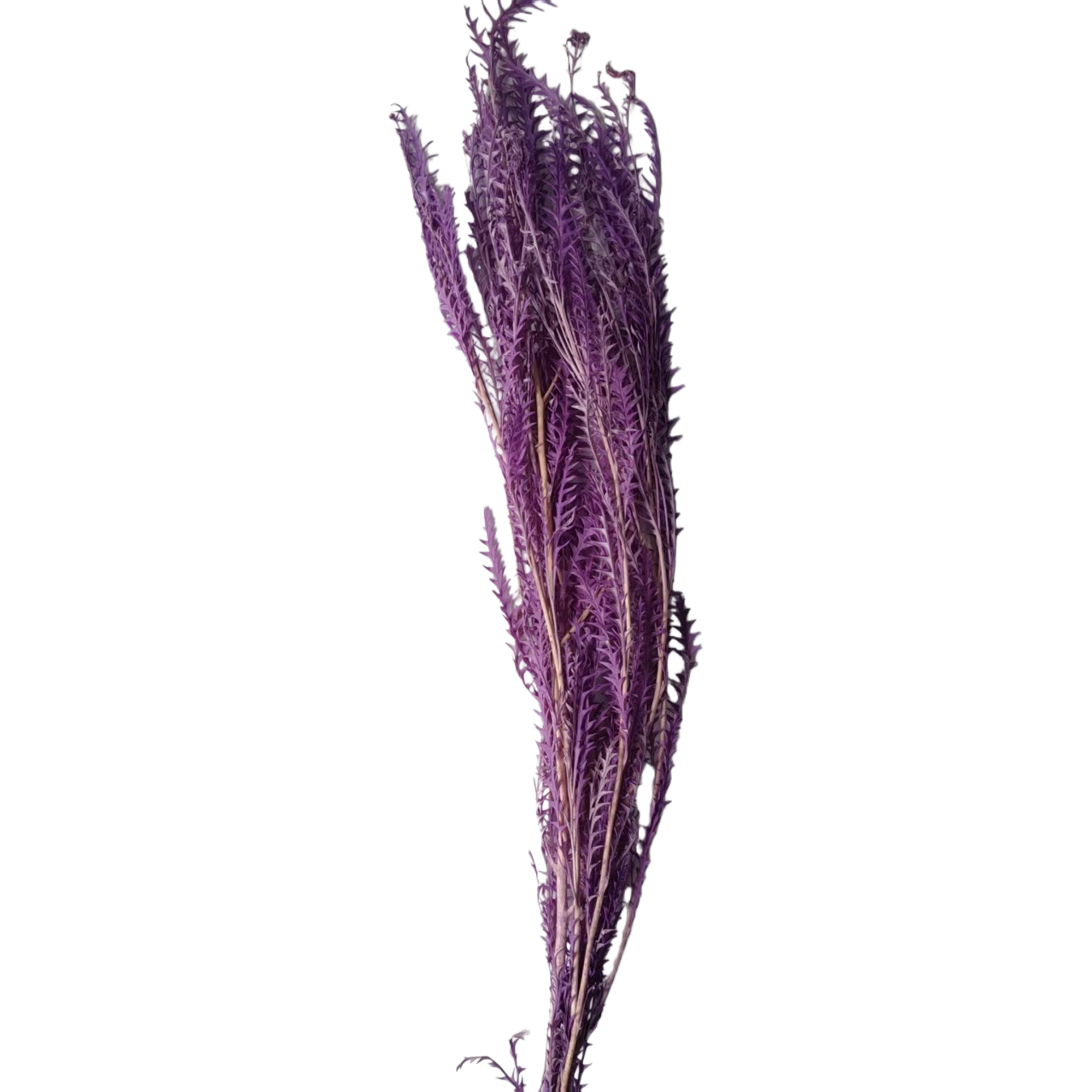 仿真花/干花/永生花白底实物图