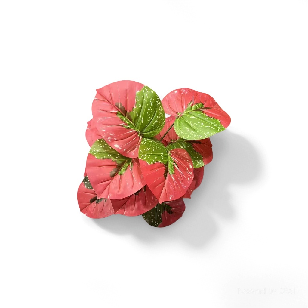 金钻水培花 兰科植物 红绿相间叶片观叶植物