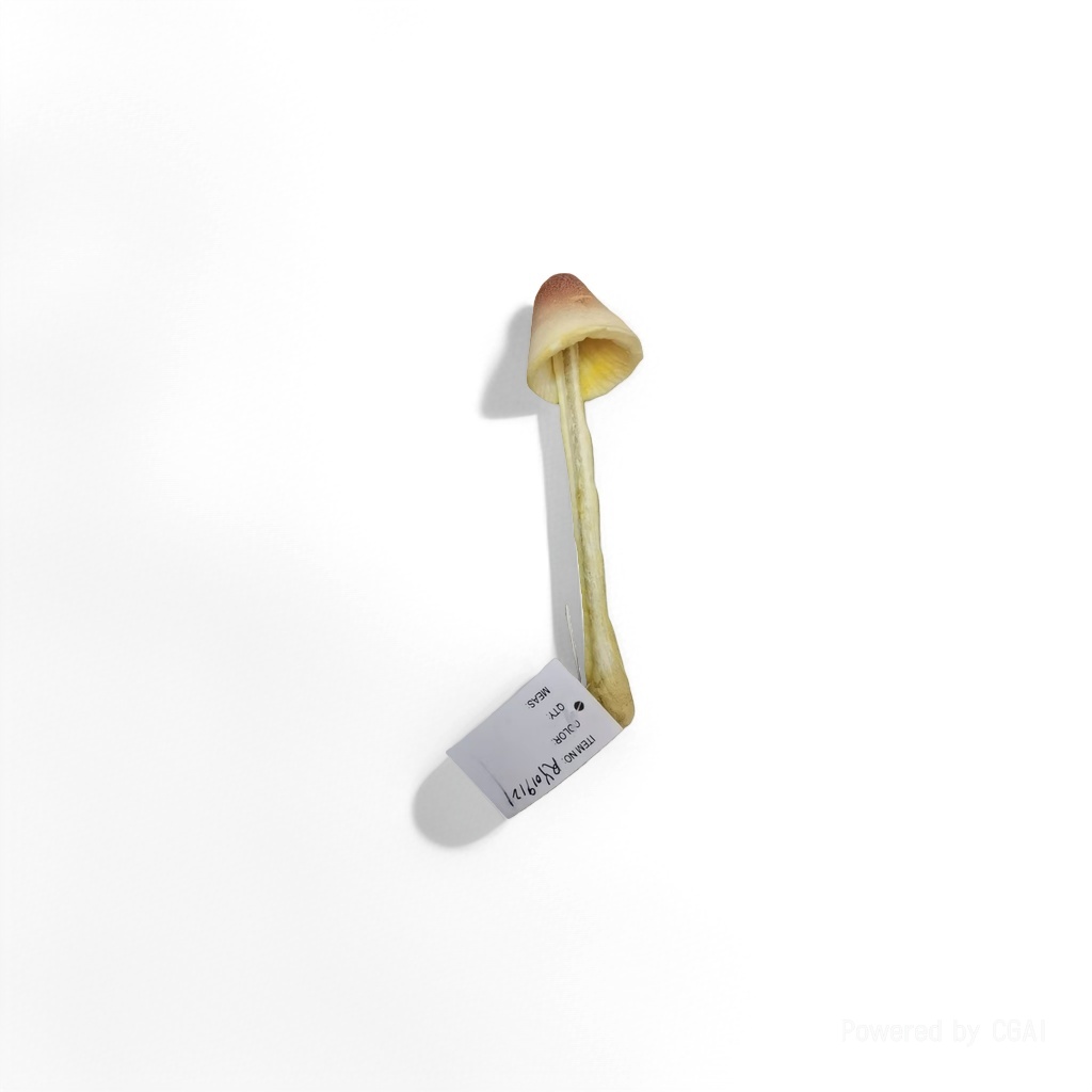 蘑菇菌类干货干香菇整朵防真水果仿真