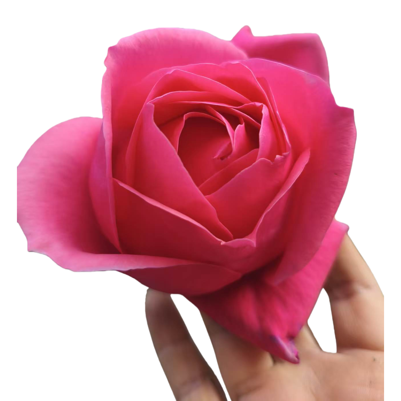 永生花/母亲节/外发/干花/星焕白底实物图