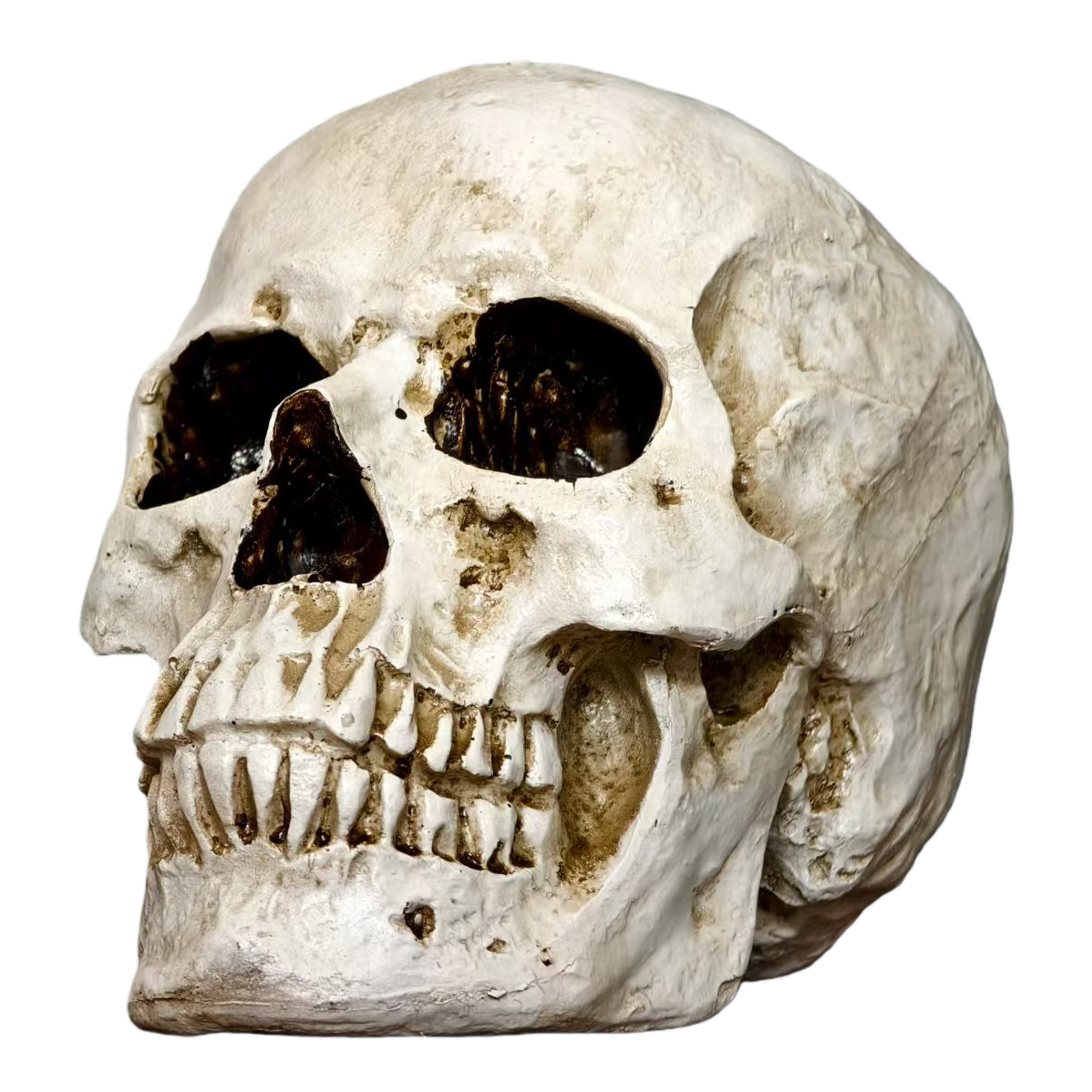 A simulated human skull model ornament Item Picture