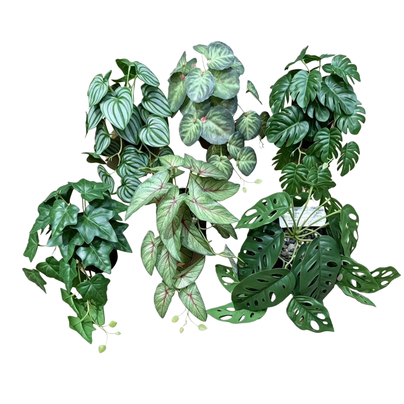 الزخرفة الزخرفة بالحدائق النباتية المحاكاة Item Picture