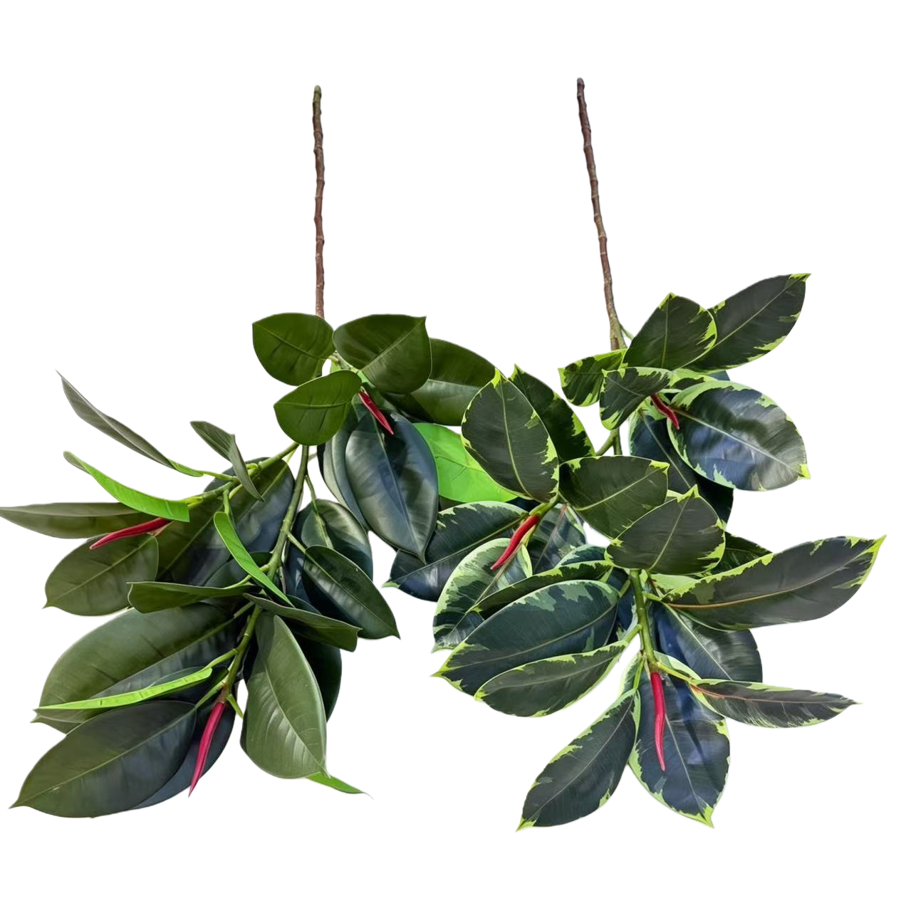 Eucalyptus mistletoe, a green plant with artificial branches and leaves, has large flower stems and leaves Item Picture