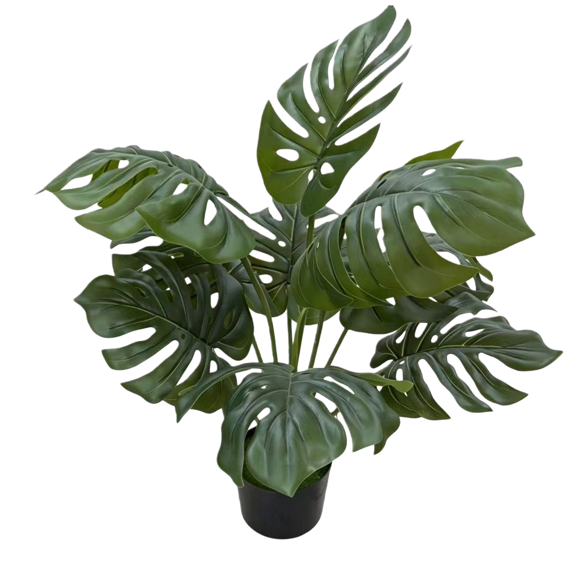 وتتميز خنفساء الخيزران الخضراء ببذور النعناع Item Picture
