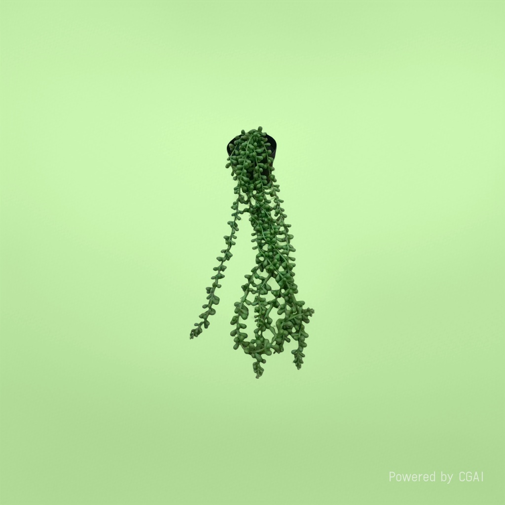Mint green plant potted plant with seeds, green spotted leaf plant, indoor desktop souvenir 105338528 Specification image