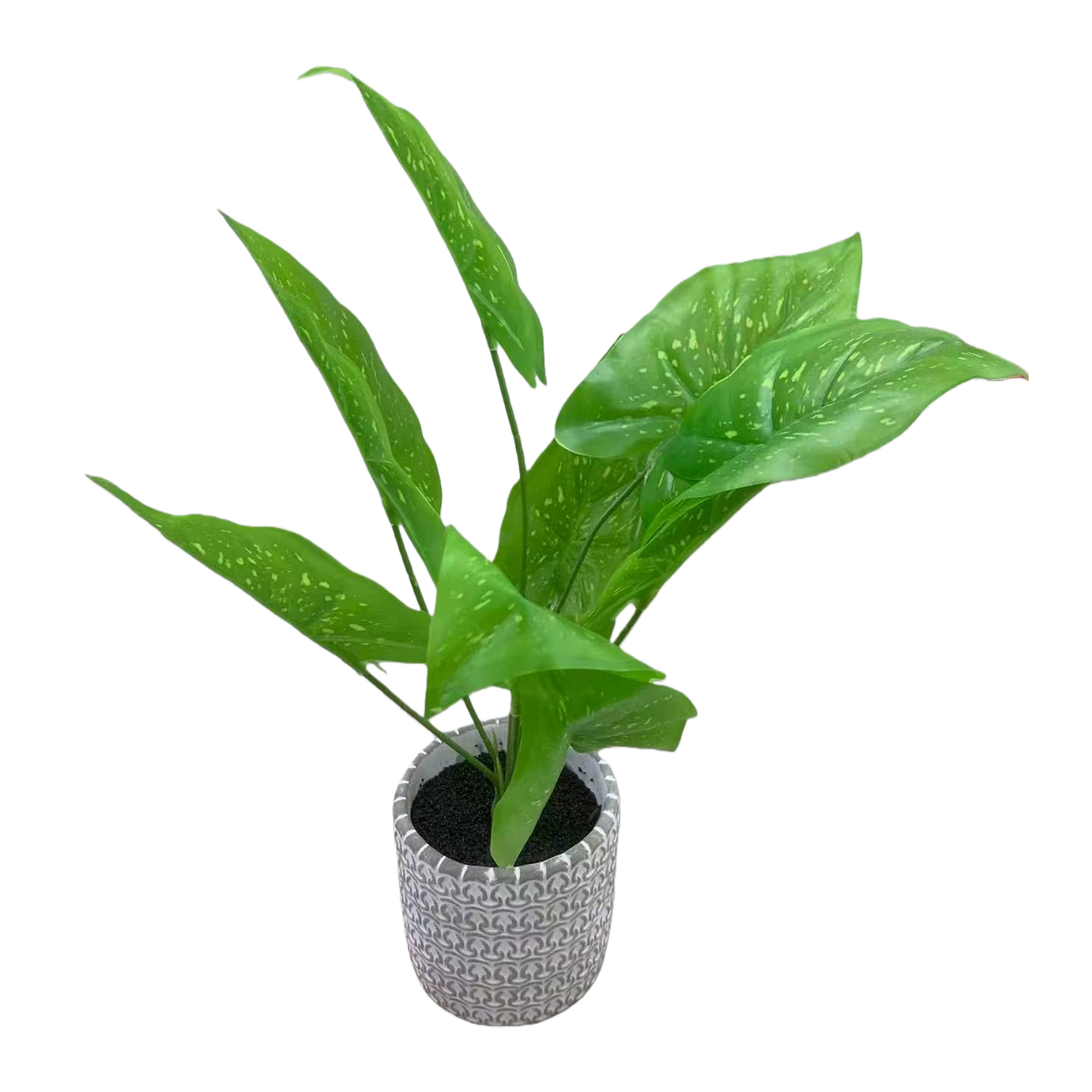 Peppermint green plant potted plants with seeds, green spotted leaf plants, indoor desktop souvenirs Item Picture