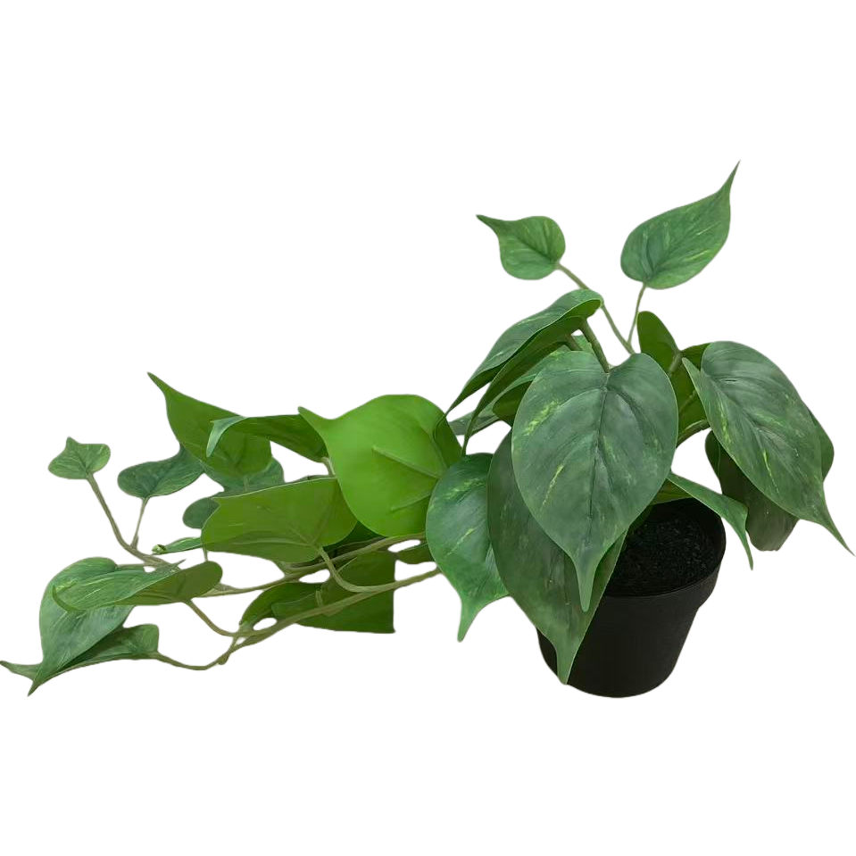 Green heart-shaped leaf mint potted plant blind box Green plant seed souvenir Item Picture