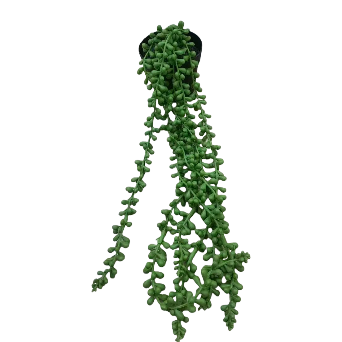 Mint green plant potted plant with seeds, green spotted leaf plant, indoor desktop souvenir 105338528 Item Picture