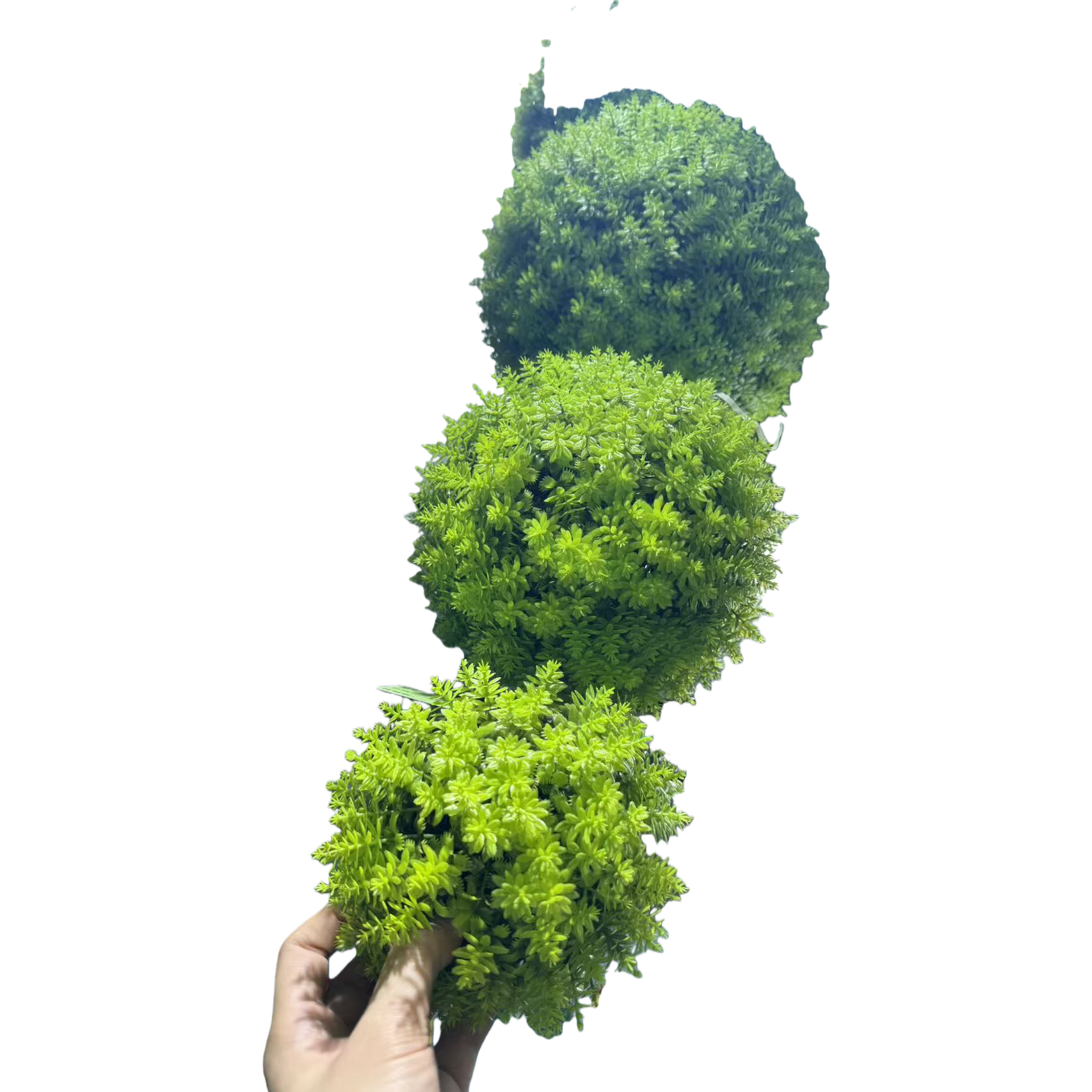 植物仿真树/宠物服饰/假绿植/荷花非遗/金色盆景白底实物图