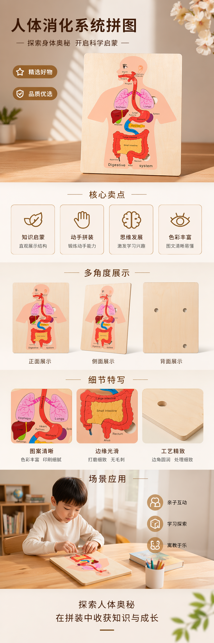木质人体解剖结构图 教学模型 医学教育用 解剖学教具详情1