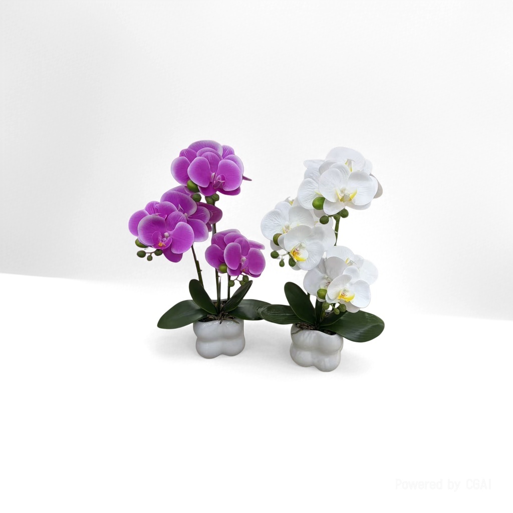 兰科植物紫色与白色蝴蝶兰盆栽 室内观叶花卉客厅阳台装饰