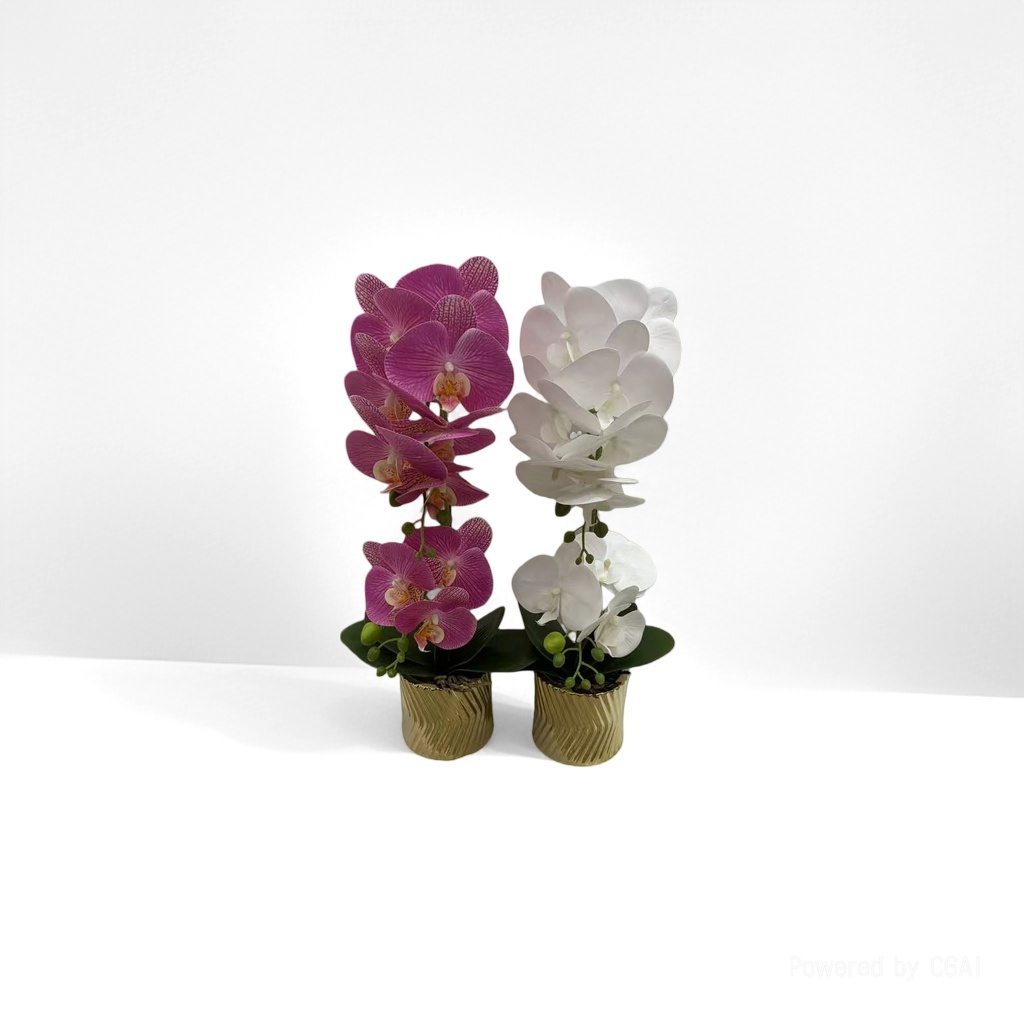 紫色白色蝴蝶兰盆栽 兰科植物 客厅阳台装饰花卉 15cm高