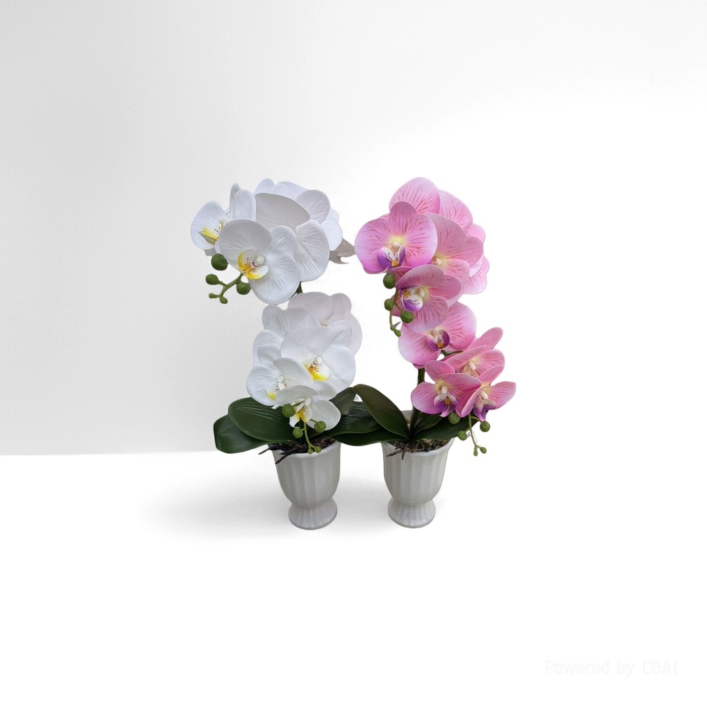 白色粉色蝴蝶兰盆栽 兰科植物 室内客厅阳台装饰花卉