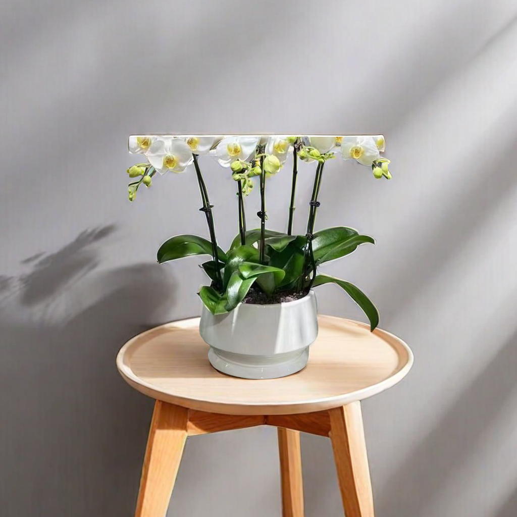 Nordic ins style modern and simple ceramic flower POTS, green plants, flower POTS, indoor and outdoor home decorations, tables, balconies, greening and beautification, suitable for other categories details Picture