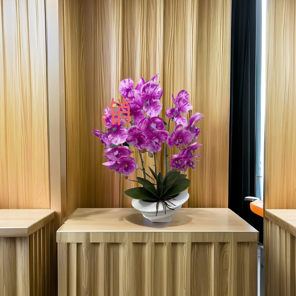 精选蝴蝶兰盆景 室内植物 空气净化 易养护 花期长 高雅气质装饰品