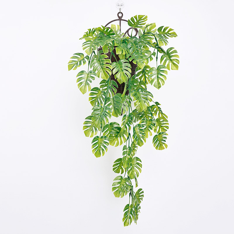 蕨类植物实物图