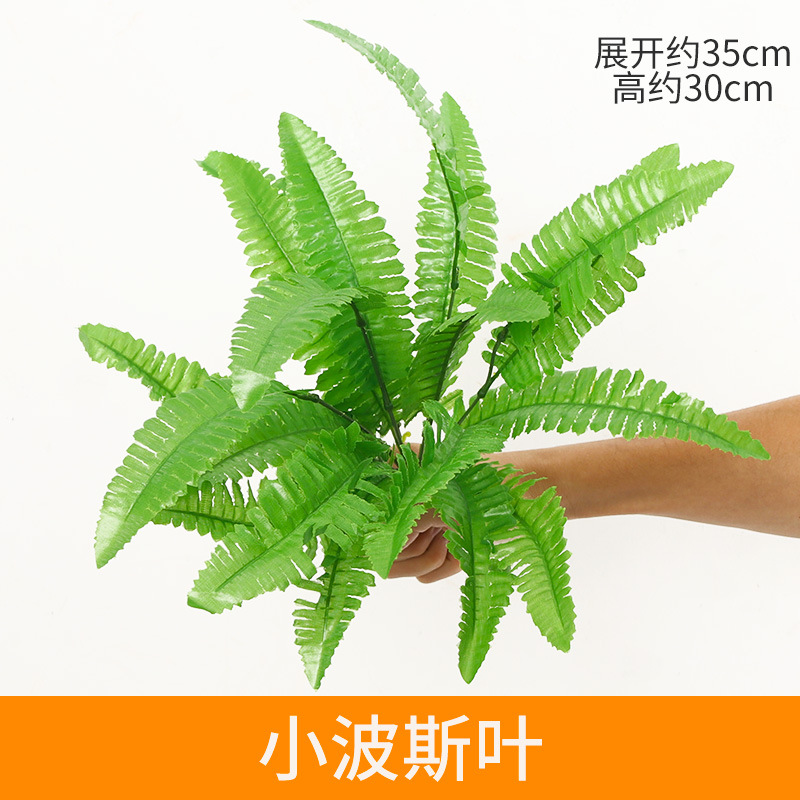 蕨类植物实物图