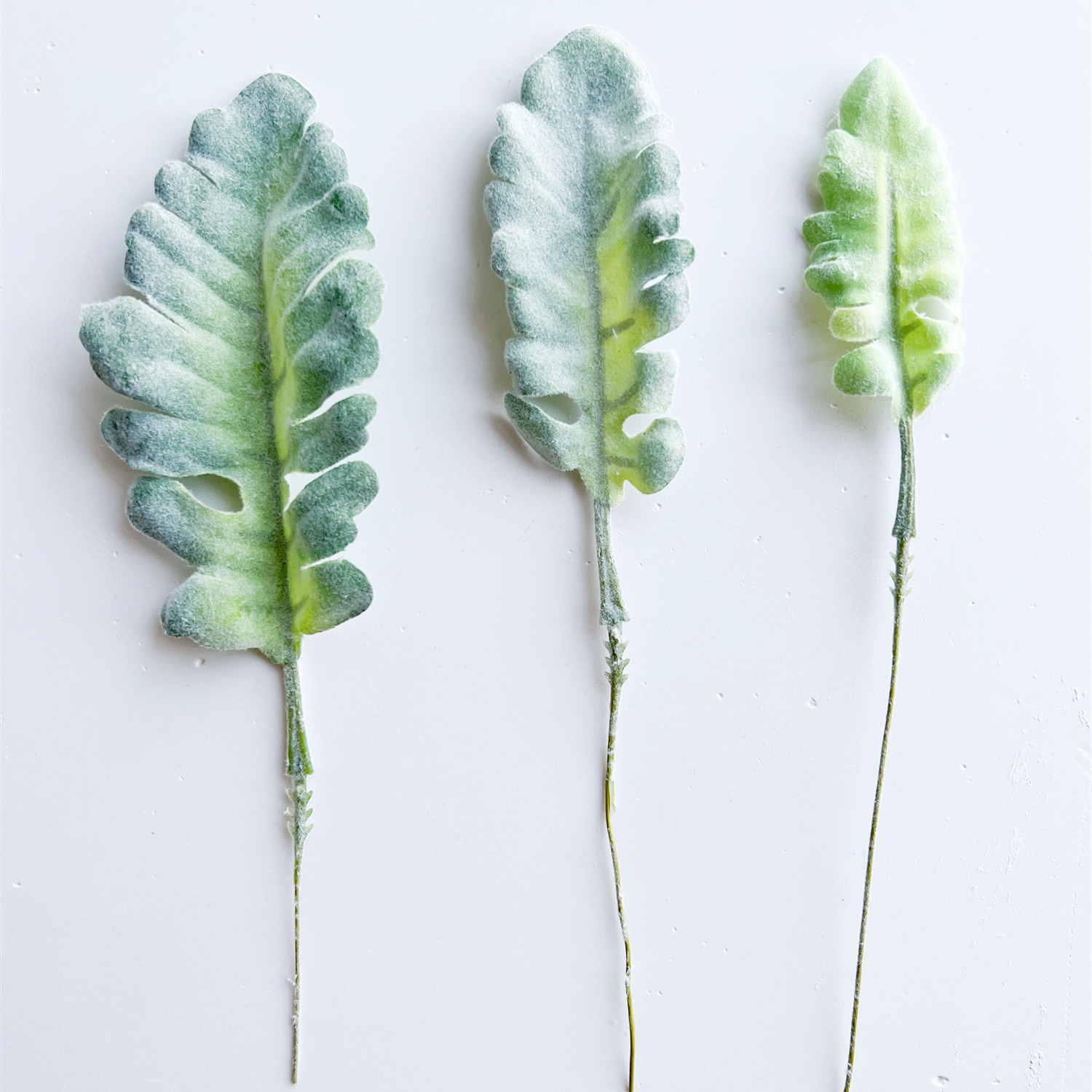 import白底实物图