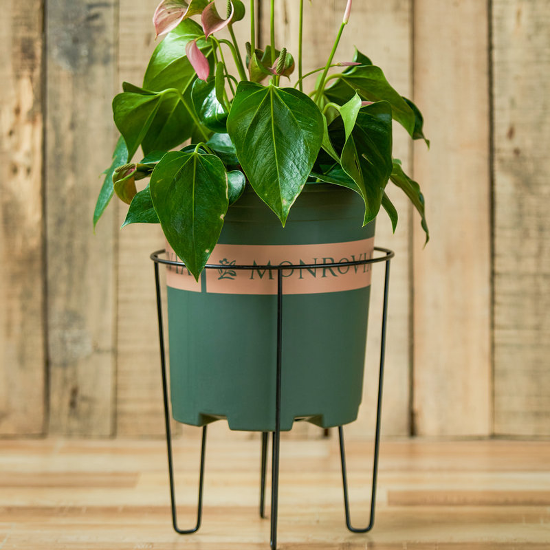 欧式落地铁艺花架阳台客厅两用花架