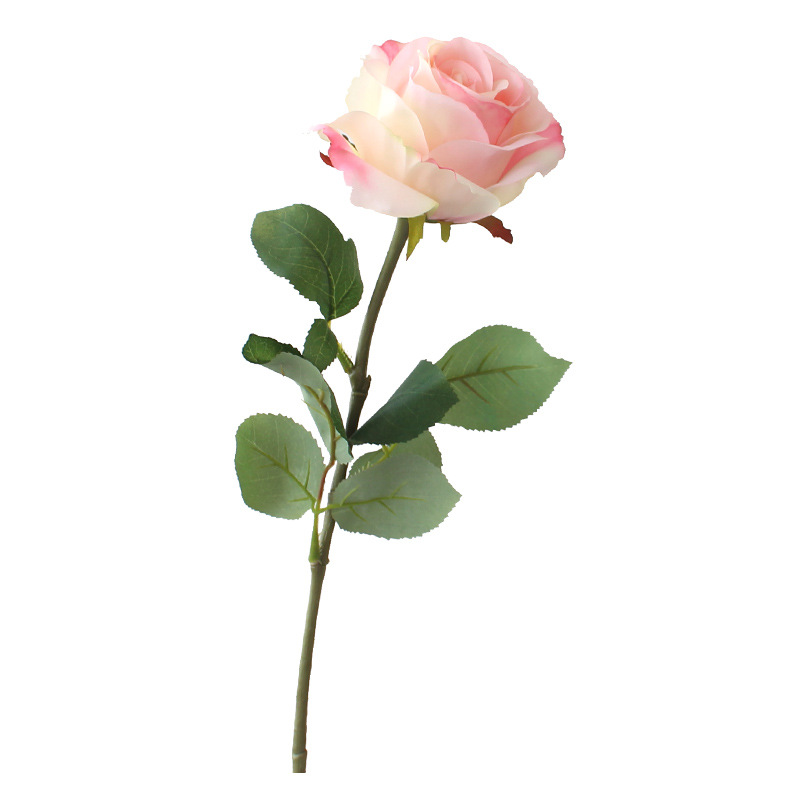 import白底实物图