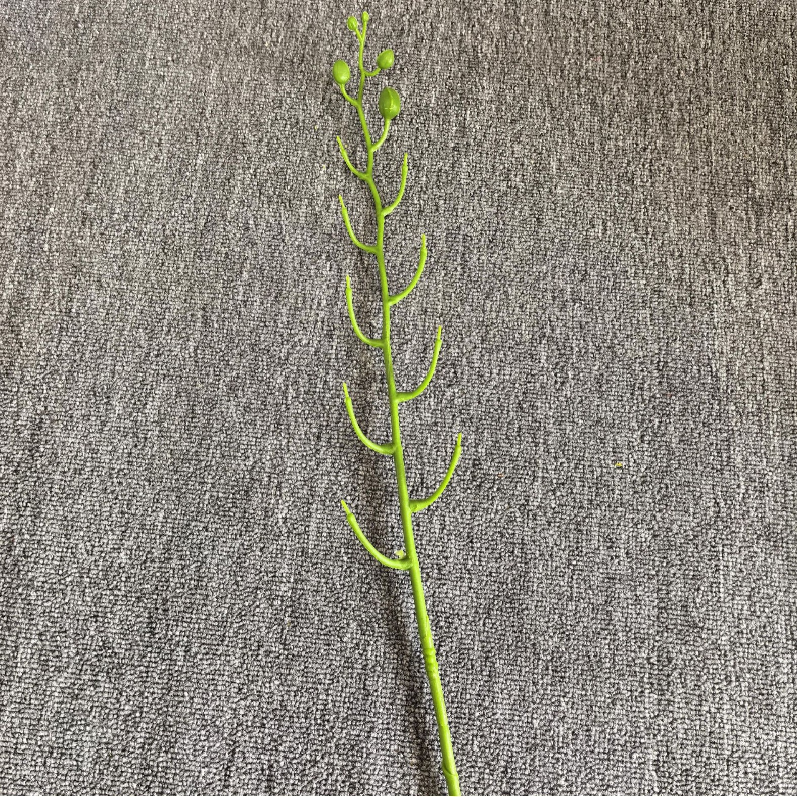 仿真蕨类实物图