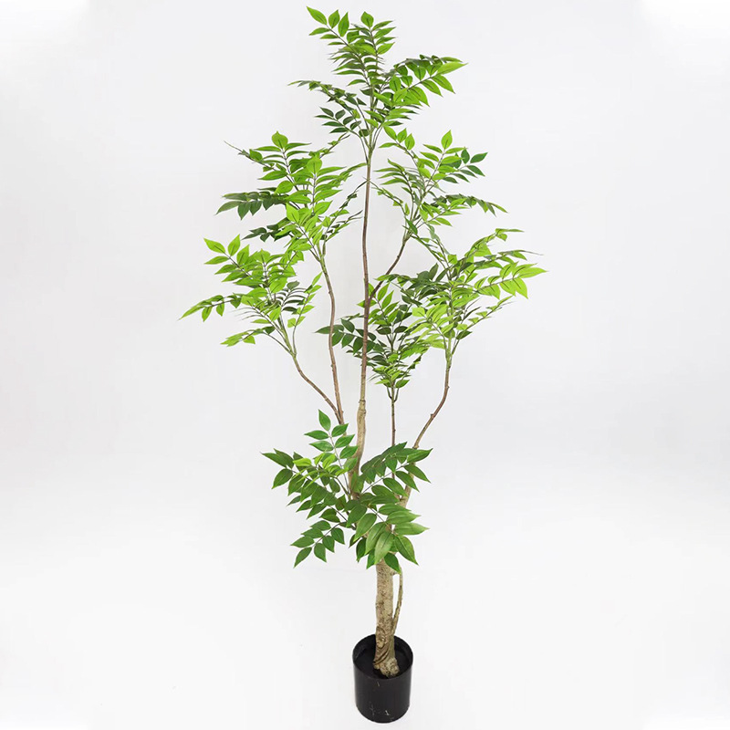 兰科植物实物图