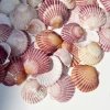 Natural powder scallops, small shells, and conches are sold by the pound. Wholesale of ornaments, fish tank decoration, landscaping, and children's science popularization materials Application Scenario