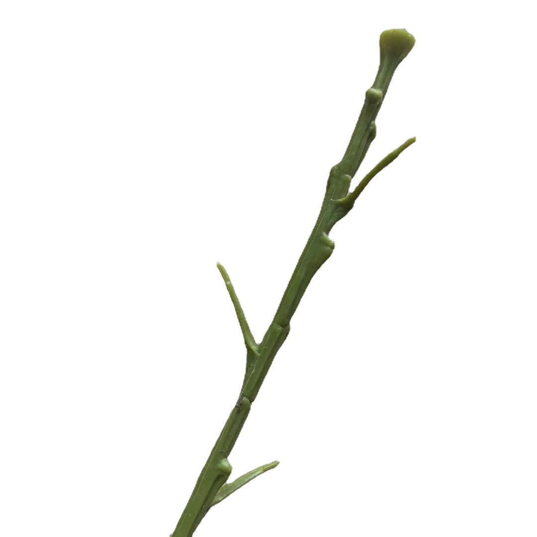 仿真蕨类实物图