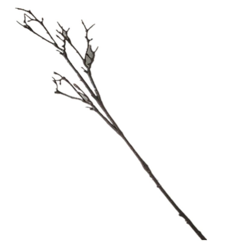 import白底实物图