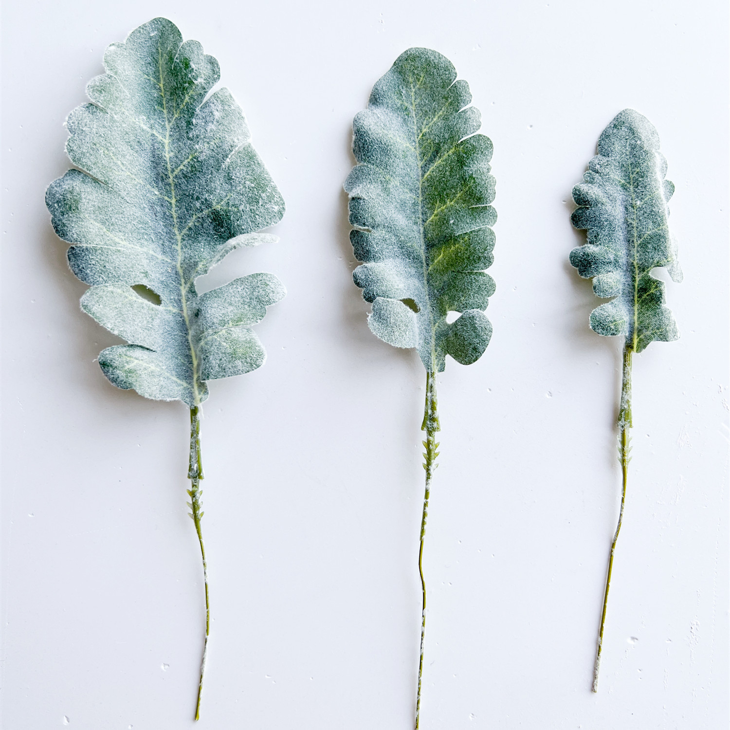 仿真蕨类实物图