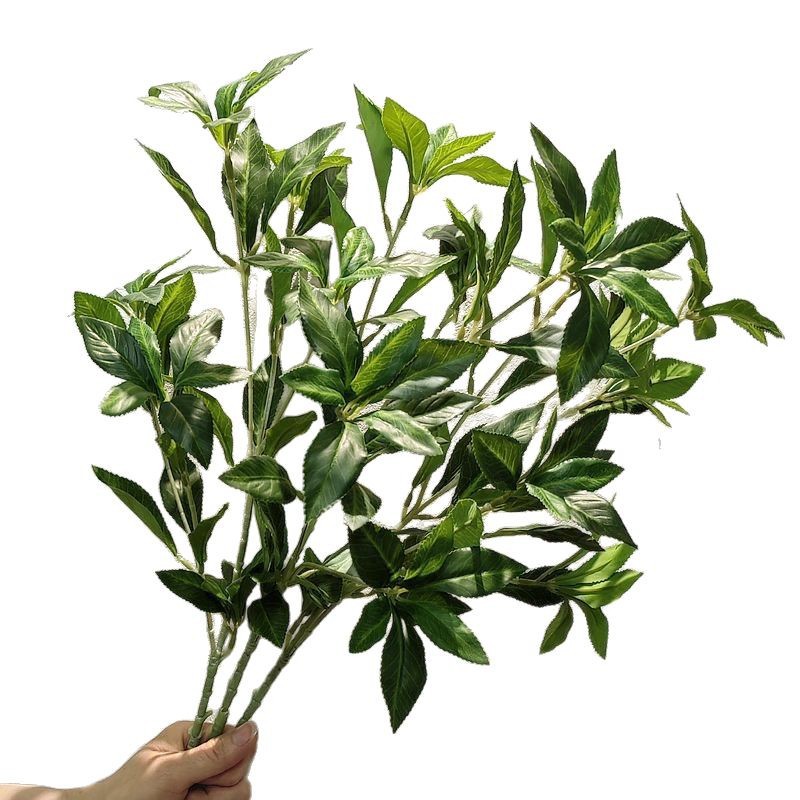 import白底实物图