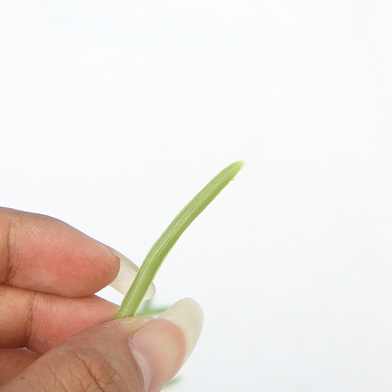 仿真蕨类实物图