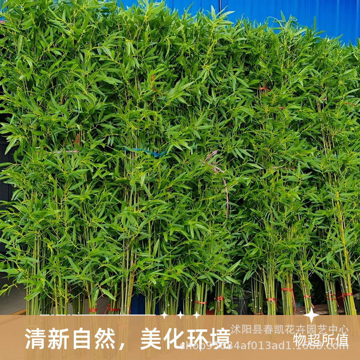 import产品图