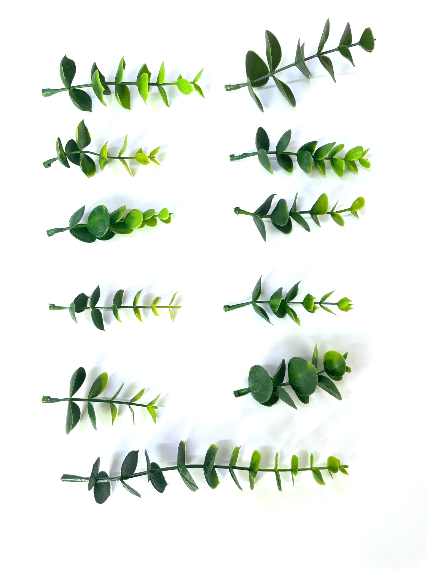 仿真蕨类实物图