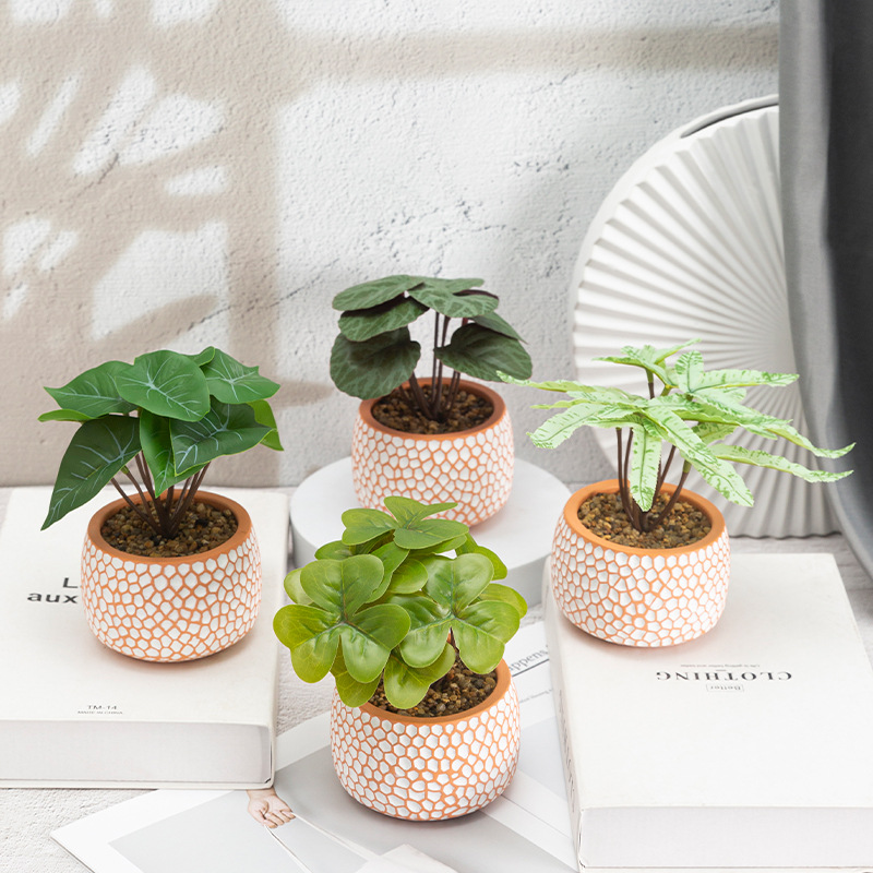 兰科植物实物图