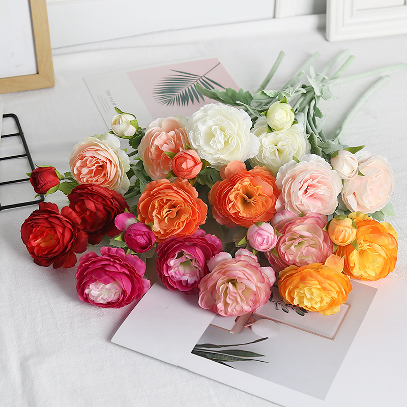 兰科植物实物图