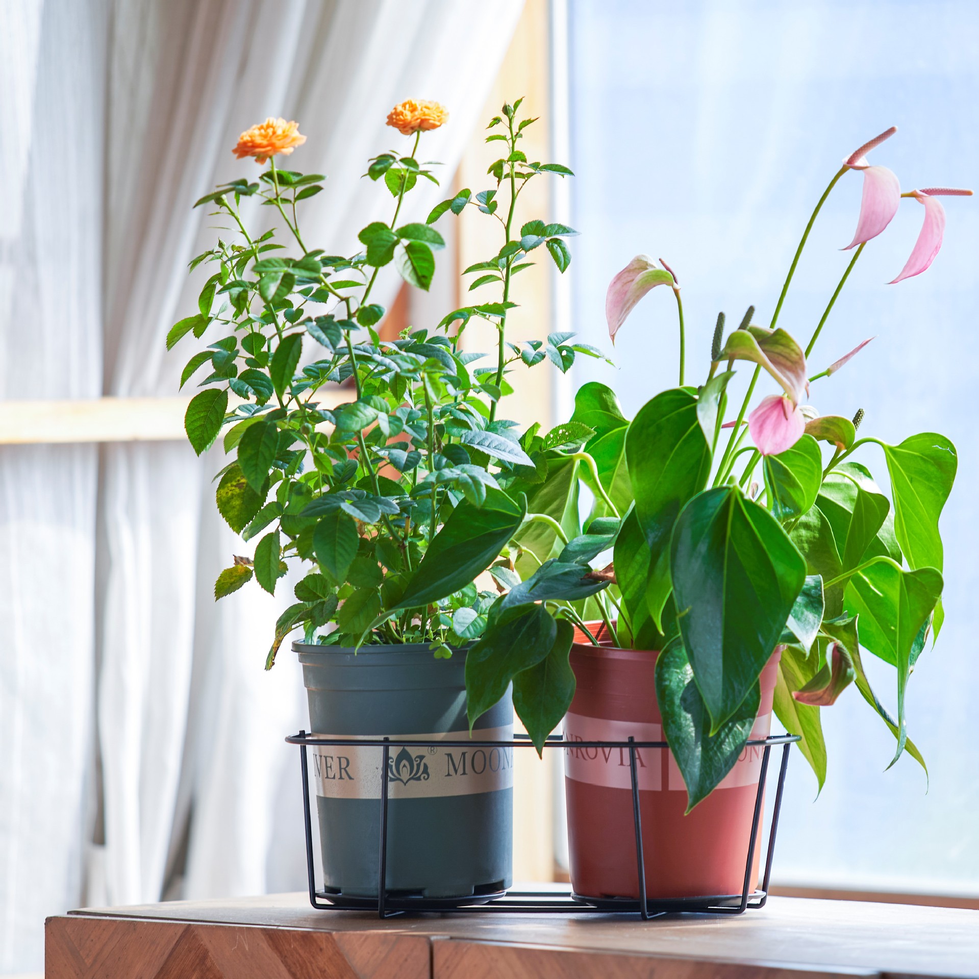 铁艺花架/自行车花架细节图